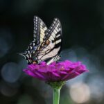 Coada rândunici pe cârciumăreasă