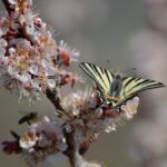 Fluture sabie pe flori de cais