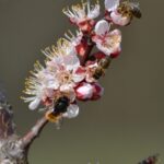 Osmia_bicornis_Albina_solitara_Dora_Domsa1